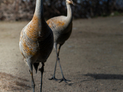 Sandhill Cranes Pair