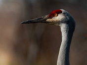 A portrait of a sandhill Crane