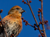 Closeup of a Red crossbill