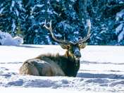 Elk in the snow