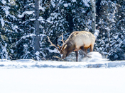 Elk in the snow