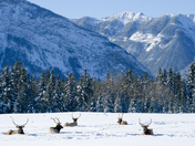 Elk in the snow