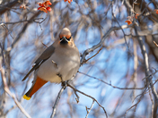 Bohemian Waxwing Pose