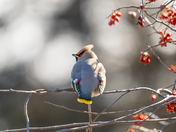 Bohemian Waxwing