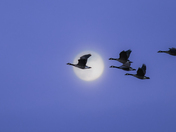 Moon Geese