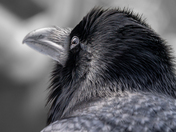 Raven