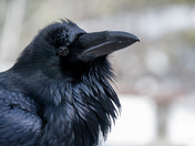 Raven