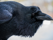 Raven