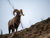 Bighorn Sheep