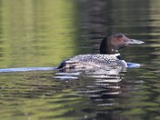 Loon on Wood lake
