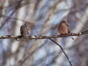 A pair of bashful Mourning Doves