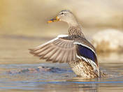 Female Mallard duck 