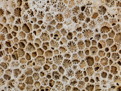 Manitoulin Fossil 2a Macro