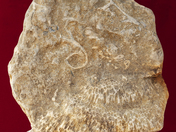 Manitoulin Fossil 3