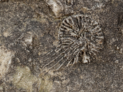 Manitoulin Fossil 4 Macro