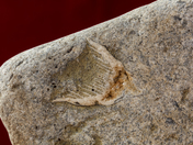 Manitoulin Fossil 6 Macro