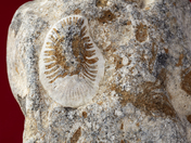 Manitoulin Fossil 7 CU