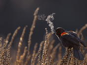 Birds with Bad Habits