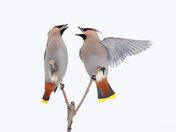 Bohemian Waxwings 
