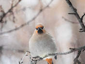 A Bohemian Waxwing in a snowstorm