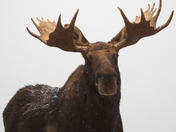 Bull moose portrait