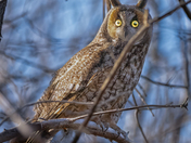 long ear owl under sunshine