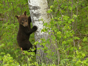 Black Bear cub