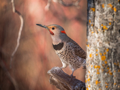 Northern Flicker