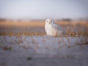 Snowy owl in the field