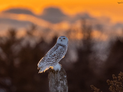 Snowy owl