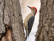 Red Bellied Woodpecker