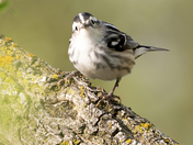 Black-and-White Warbler head-on