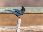 Wanna See a Magic Trick?