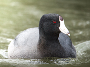 Coot