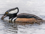 Hooded Merganser