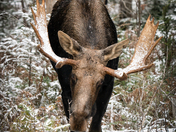 Bull moose in the first snowfall of winter