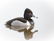Ring Necked duck