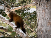 Pine Marten Crossing