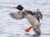 Common merganser landing