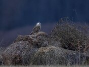 Short-eared owl 