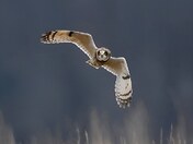 Short-eared owl 