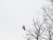 Rough-legged hawk