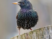 European starling 
