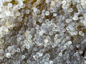 Herring Spawn 