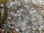 Herring Spawn 