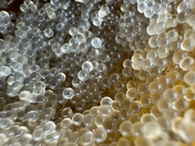Herring Spawn 