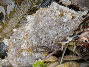 Herring Spawn 