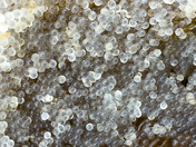 Herring Spawn 