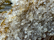 Herring Spawn 