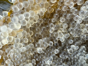 Herring Spawn 